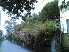 Fiori